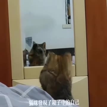 Mirror, Mirror... Who's That Cat? آینه آینه... این کیه توی آینه؟