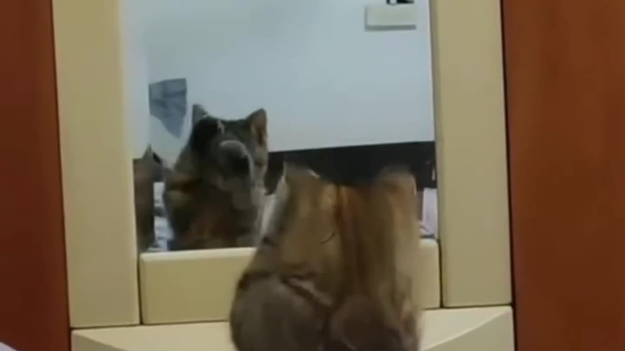 Mirror, Mirror... Who's That Cat? آینه آینه... این کیه توی آینه؟