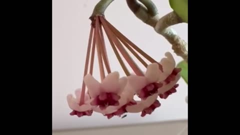 #Hoya obovata splash blooming, pink #flowers 🌸 #hoyaplant #houseplants #greenhouse #indoorgardening