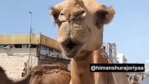 Funny video 😂😂😂
