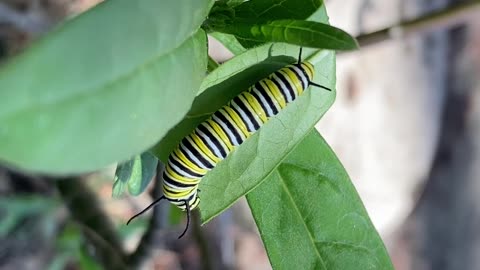 Monarch Butterfly Caterpillar