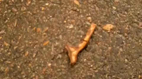 THE BNKYWUV FOUND A STICK! IT'S A STICK!!!