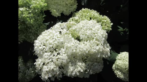 Heartfelt Emotions Hydrangea July 2025