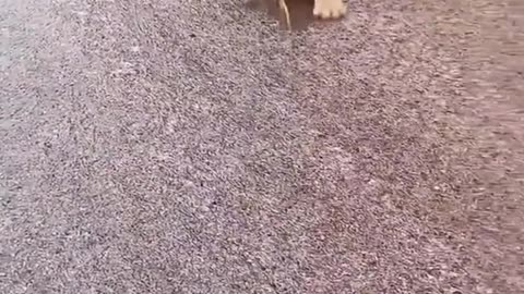 Video funny