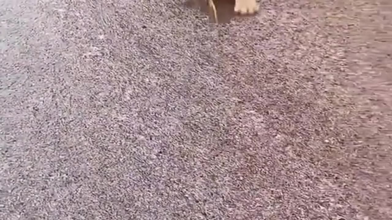 Video funny