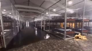 Florida’s “Gator Alcatraz” Illegal Immigrant Prison Floods — Reptiles Finally Get Their Meal