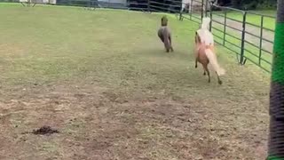 The Ponies Have The Zoomies!