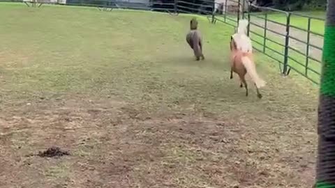 The Ponies Have The Zoomies!