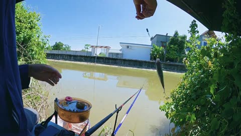 Tilapia Fly Casting in River Warm Spots
