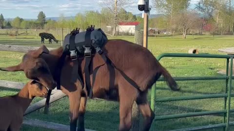 Training Day: Goat Meets His First Saddle! 🐐🤣 #PackGoats #TrailGoats #ExpeditionOveralls