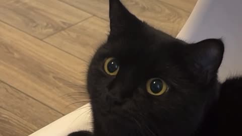 Cat Can’t Believe What Just Happened