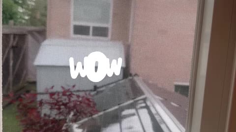Rain