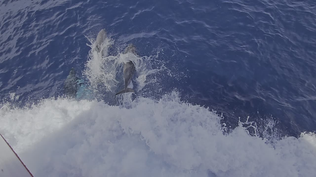 Bran is unconcerned about dolphins today