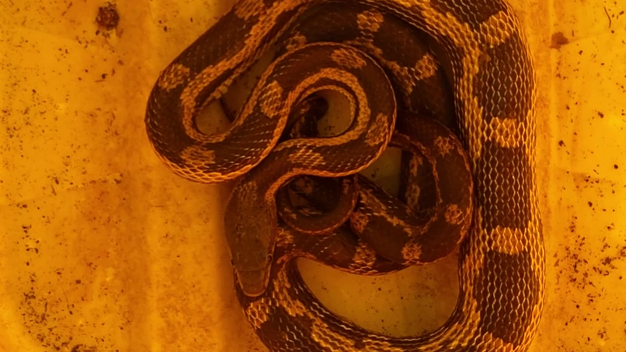 Rat snake Identified
