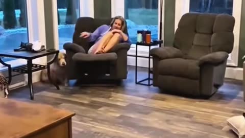 Secret Life of Dogs: 24 Hours of Canine Cuteness!