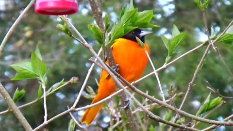 Oriole