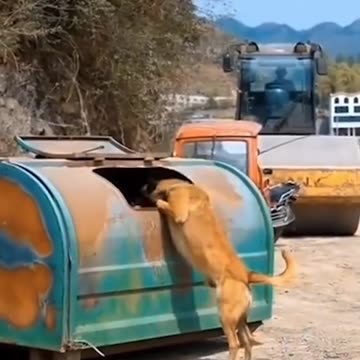 This dog is leading by example when it comes to throwing out the trash