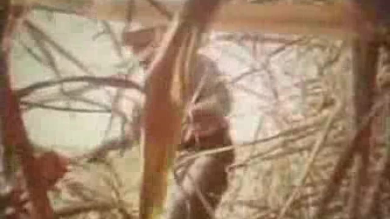 Commercial - Sugarcane 99 Diet Sugar