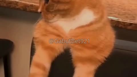 funny cat