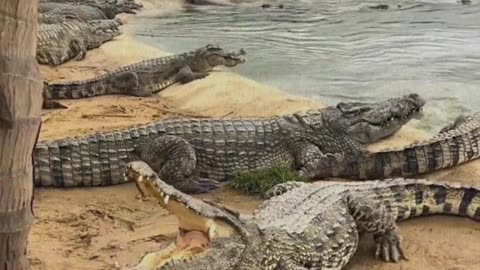 Crocodiles are afraid of shovels.