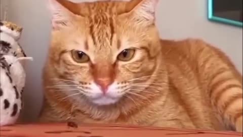 Cat Shows How Easy It Is To Catch A Fly!