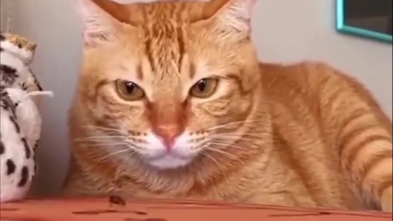 Cat Shows How Easy It Is To Catch A Fly!