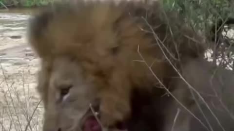 Lions are not fun sharing their meat....