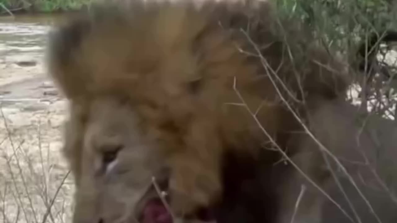 Lions are not fun sharing their meat....