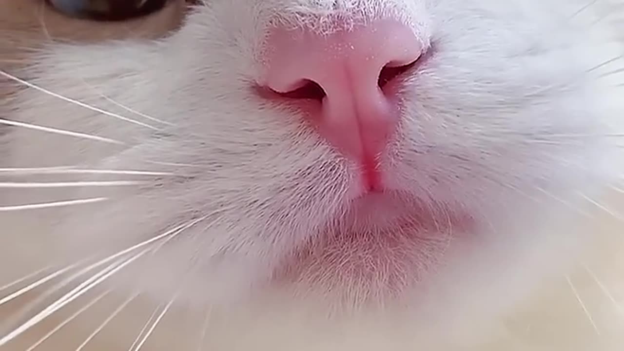a cat doing nothing but meow