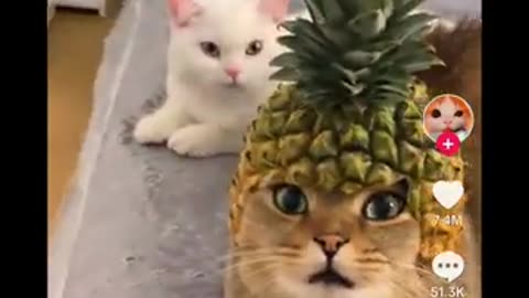 Funny Animals Video