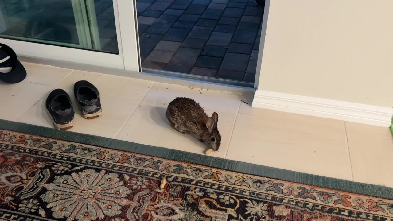 The Domesticated Cottontail