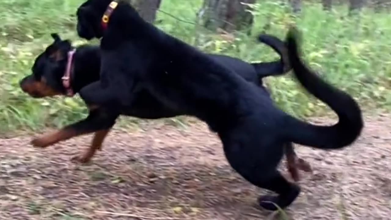 😍😍😘🔥 😍💦 FUNNY Animals and pet's💕😘 😘🔥 💕😘 😍💦 💦