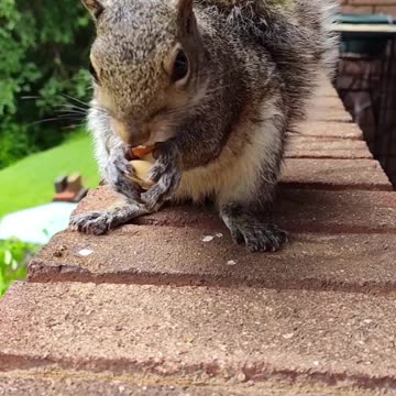 Squirrel eating