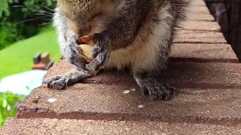 Squirrel eating