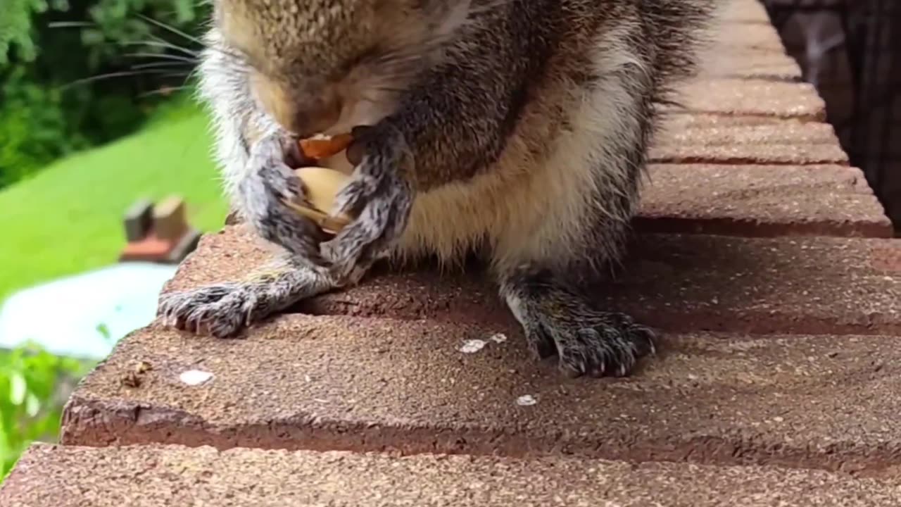 Squirrel eating
