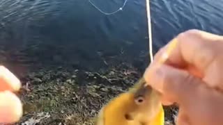 Liking this Fly Line from the UK! #fishing #flyfishing #sunrayflyline