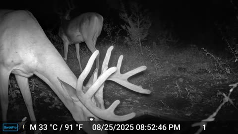 Antlers Galore