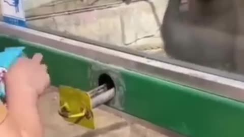 Funny animal videos 😂