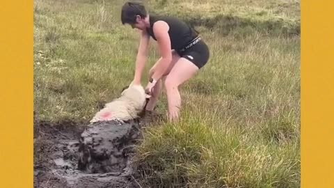 Brave Woman rescues sheep from muddy pit 😮❤️