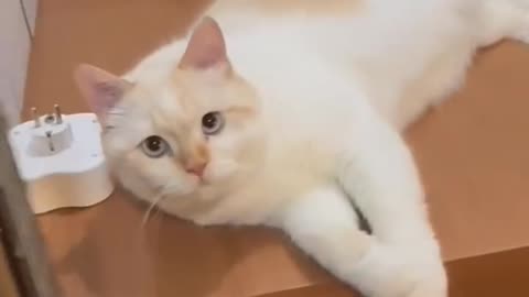 Funny Animals