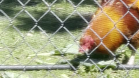 Rooster 🐓 loves collard greens 🥬 #chickens