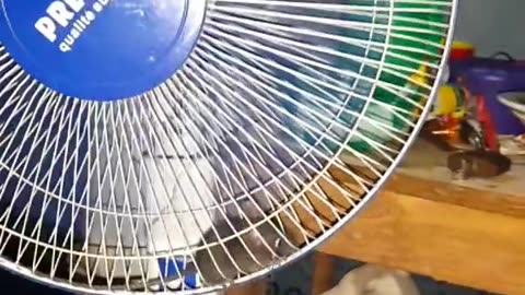 rat