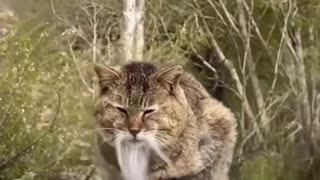 😂🐱 Epic Cat Kung Fu Moves You Won't Believe! | FunFM