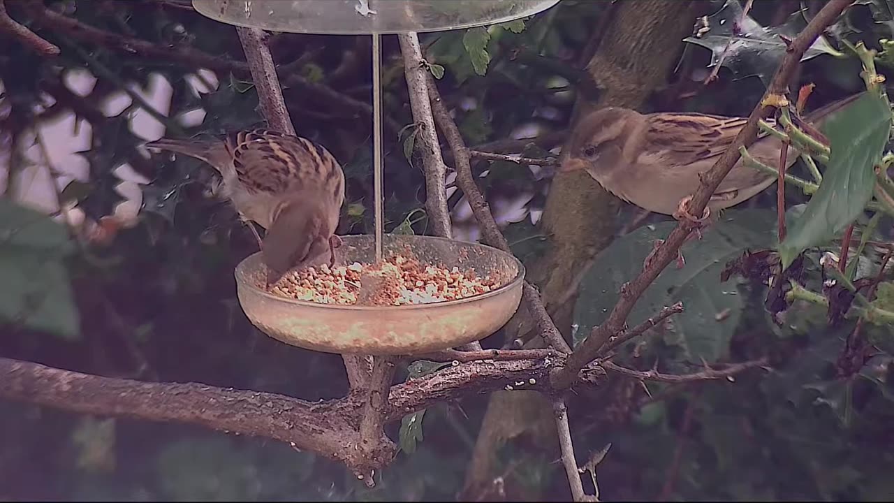 What a feisty sparrow 😱 Don't be so greedy!