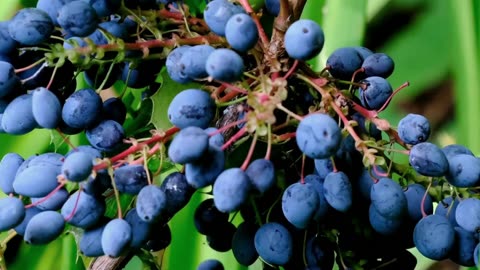 Crucial Healing Powers Of Acai Berries | Lesser-known Acai Berries For Longevity