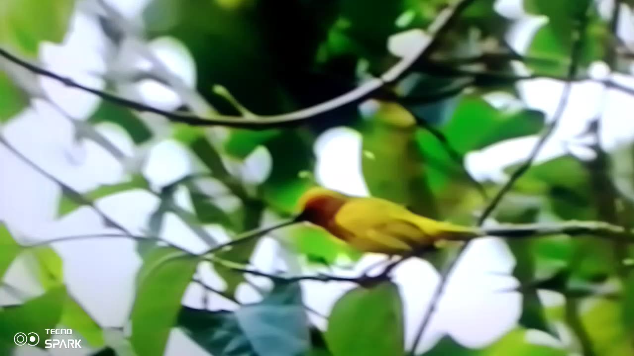 Colorful bird in 4k video hd