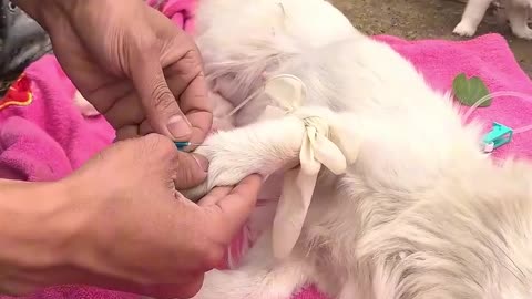 Four helpless puppies desperately plead for help as their mother lies exhausted on the roadside