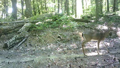 8-24-25 Lynx bear and buck. Poison ivy, Door and Andy shacks