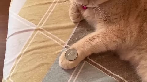 Animals Funny Video