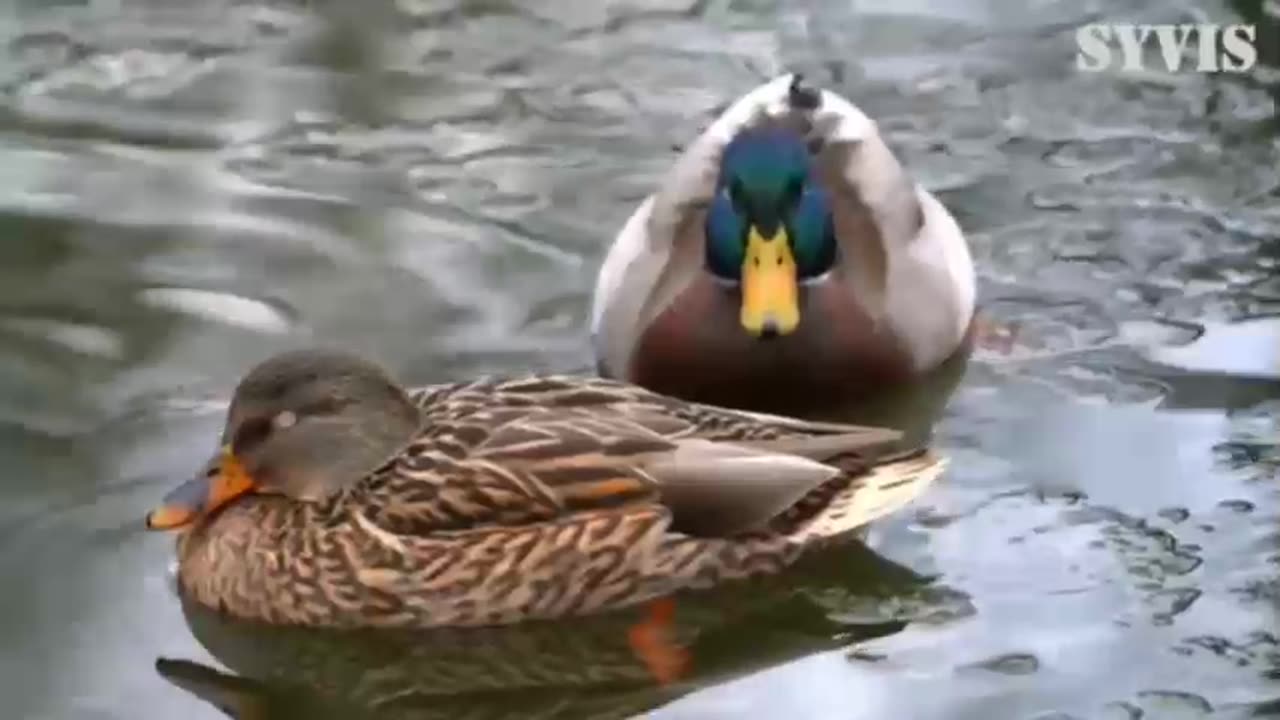 REASONS TO OBEY GOD - DAILY DEVOTIONAL ❤️